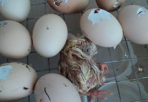 chickens bite out of an egg