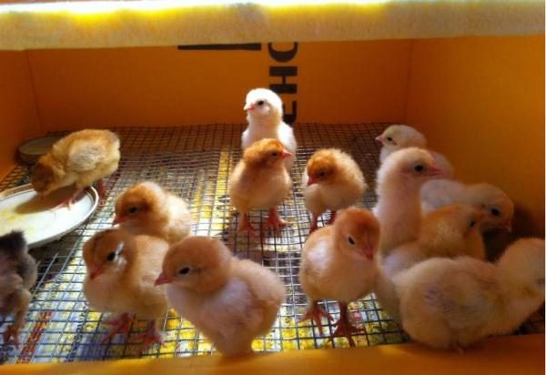 incubator chickens