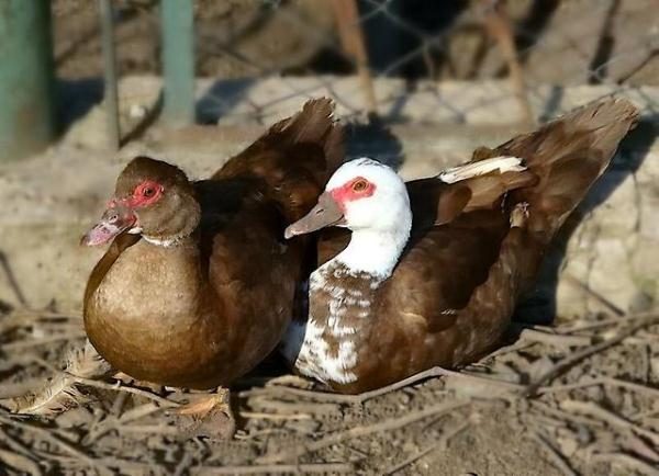 Canard et Drake de race Musc