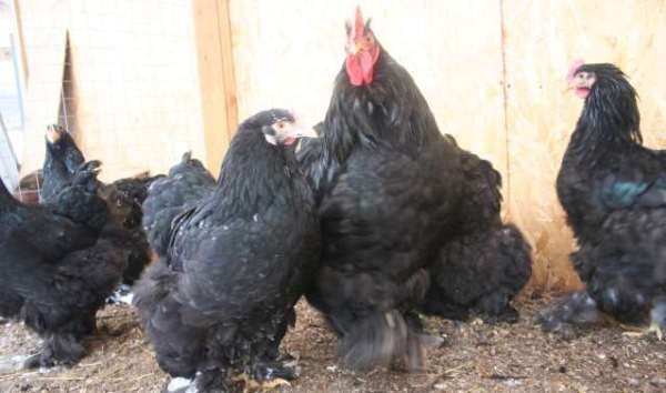  Μαύρο κοκκινίν