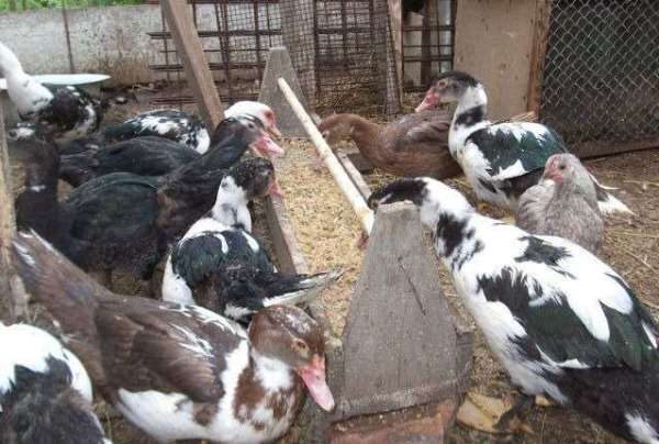 Indépendance de la cour du ménage