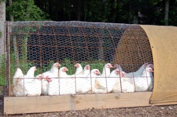 Broilers in a grid on a personal plot