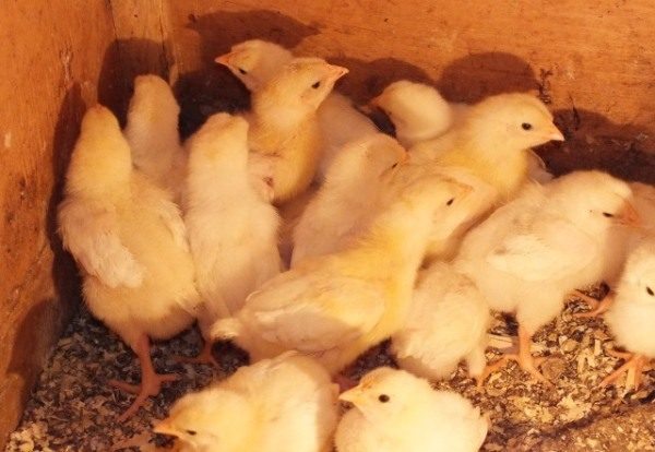 Weekly Broiler Chickens