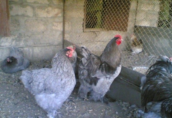 Синьо Кокинхин Хенс