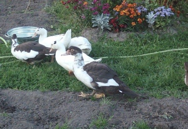 Indépendant de couleur différente