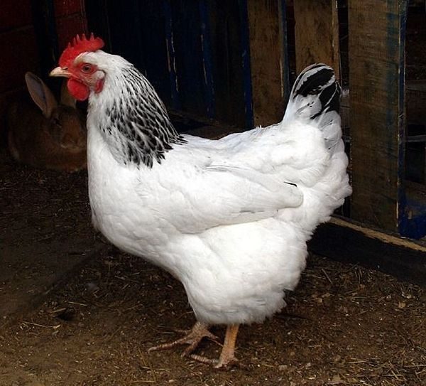  Adler ασημένια φυλή φωτογραφία