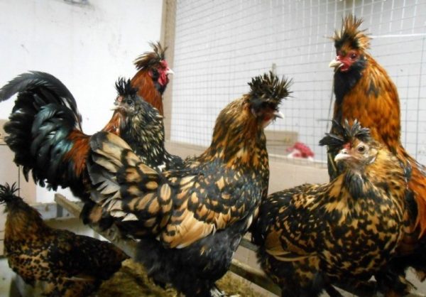 pavlovsk пиле в мрежи