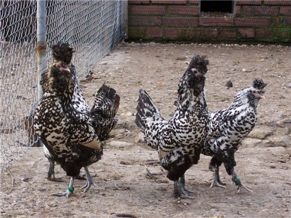 Павлов сребърна порода