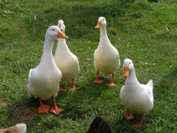 Canards de Pékin