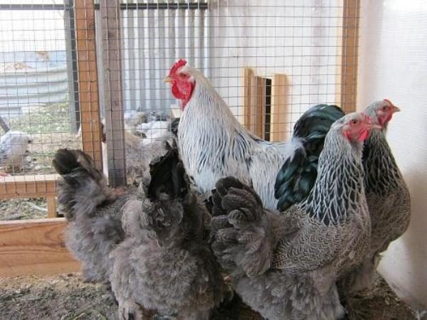 Ο Μπράχμα είναι σκοτεινός