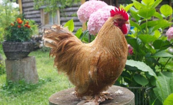 Джудже Кочинкин