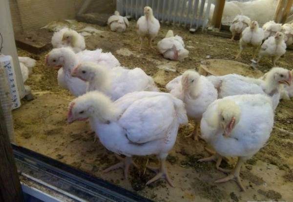 Broiler chickens with plumage