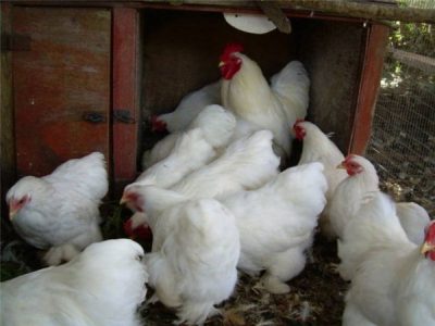  Κόκκινες κοτόπουλες