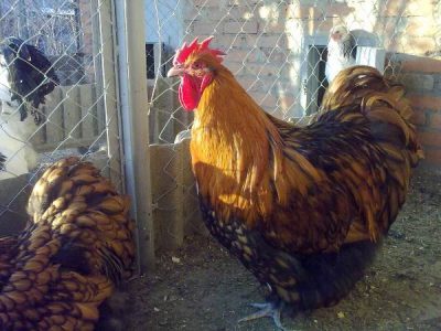  Orpington Rasse Hahn
