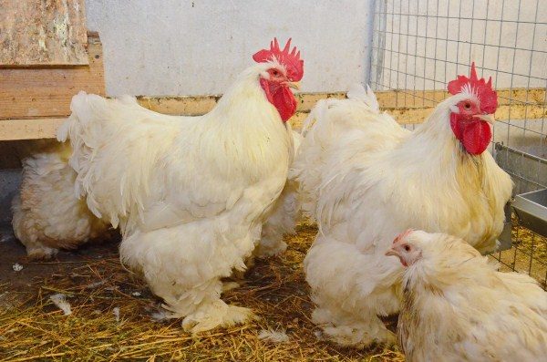 Бял кокинхин