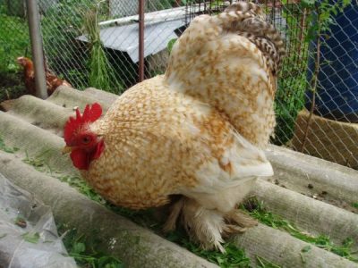  Kohinkhin ανοιχτόχρωμο κόκορας