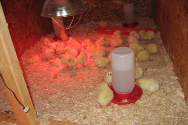 Heating broiler chickens
