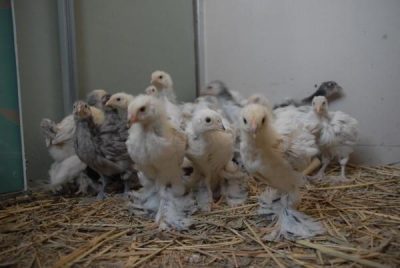  Γουρούνι κοτόπουλα