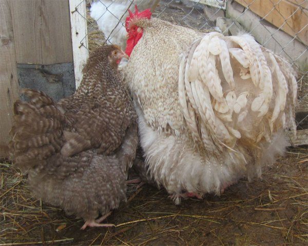 петел и шоколад от пиле или опингтон