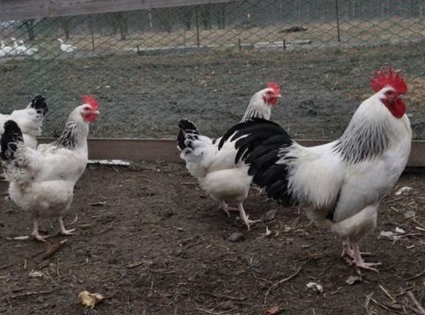 sussex господстващо положение