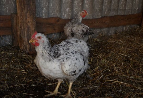  foto di pollo di questa razza