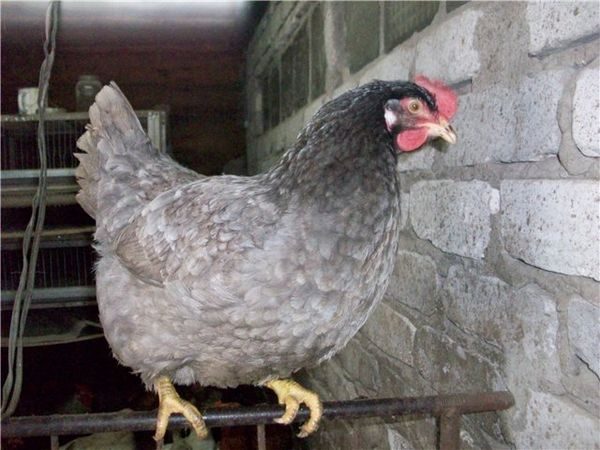  φωτογραφία των στρώσεων