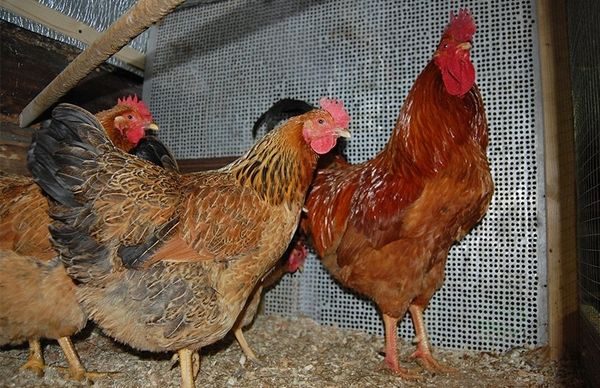  photo breed Kuchinskaya anniversary