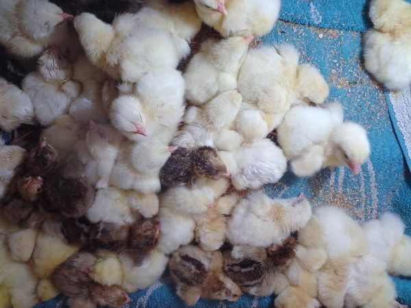  φωτογραφία κοτόπουλων αυτής της φυλής