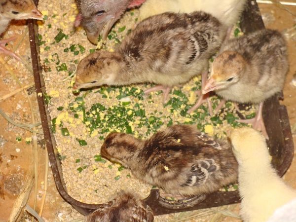 alimentation des poussins