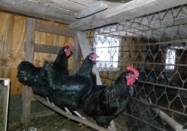  chickens in a cage