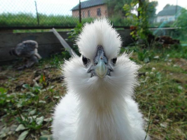  unusual decorative breed