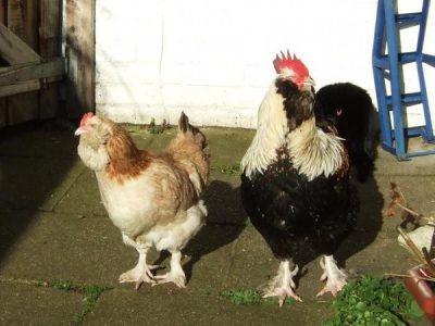  mantenendo pollo Fireol