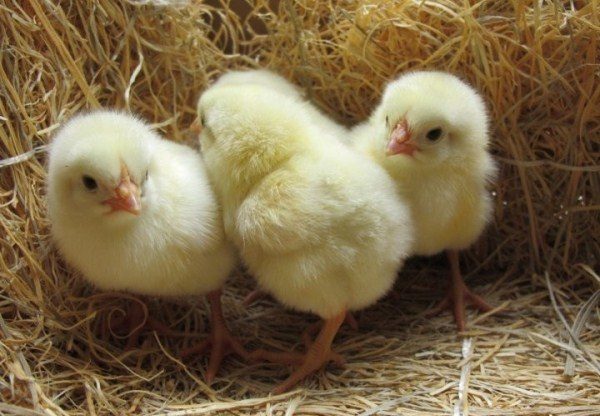 Chickens broilers cross COBB-500