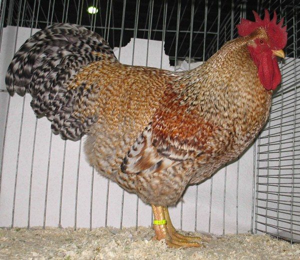 Орпингтън Парцел