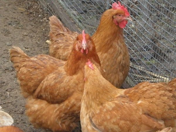 photo du coq de cette race