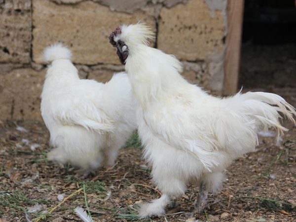 петел и кокошка