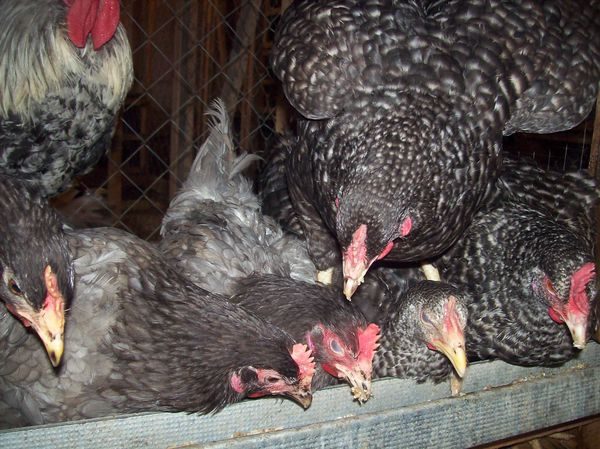  τα κοτόπουλα που τρέφονται