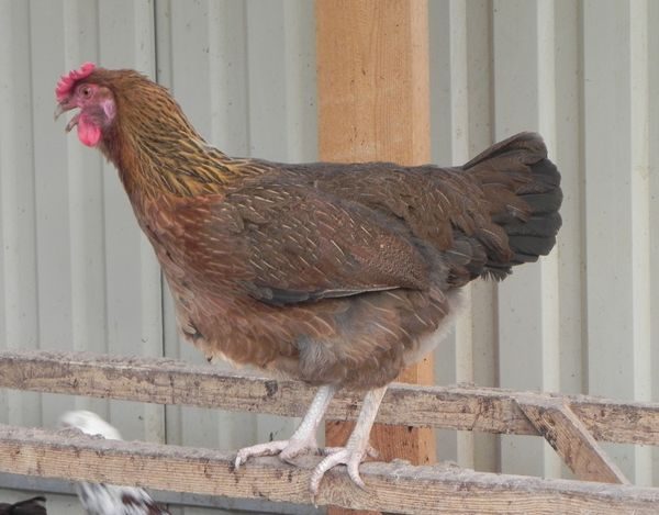 пшеничен маран