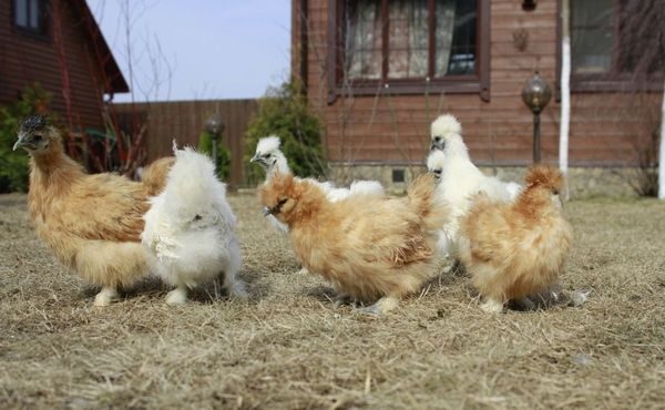  varieties of chinese chickens
