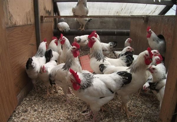  contenuto nel pollaio