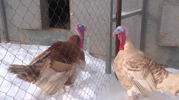 contenu dans la volière