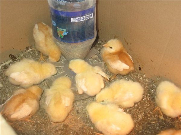  poulets de cette race