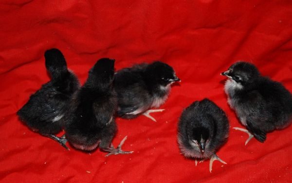 chickens of this breed