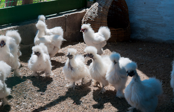  chickens of chinese silk chickens