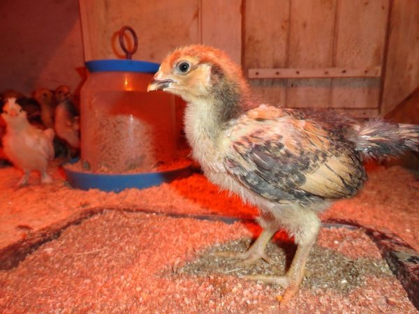  chicken of this breed