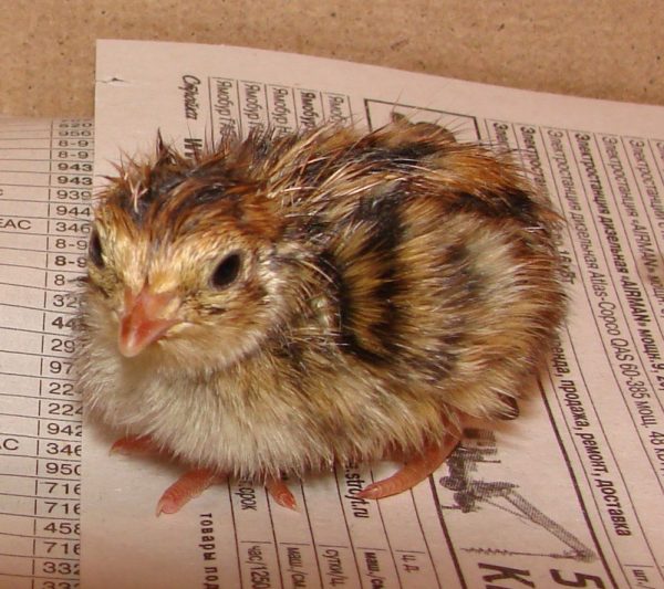 kuchinsky chicken breed