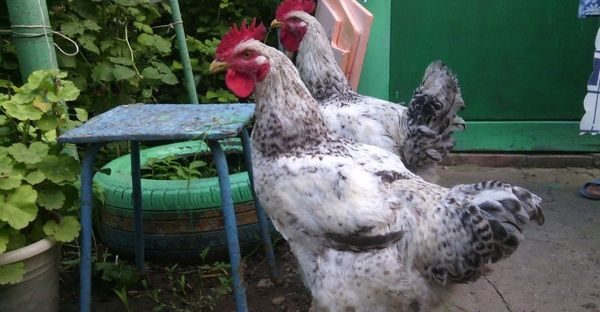  cazzi di questa razza