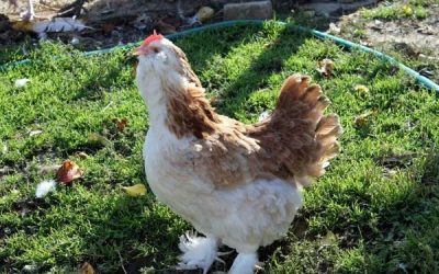 Огнена топка на разходка