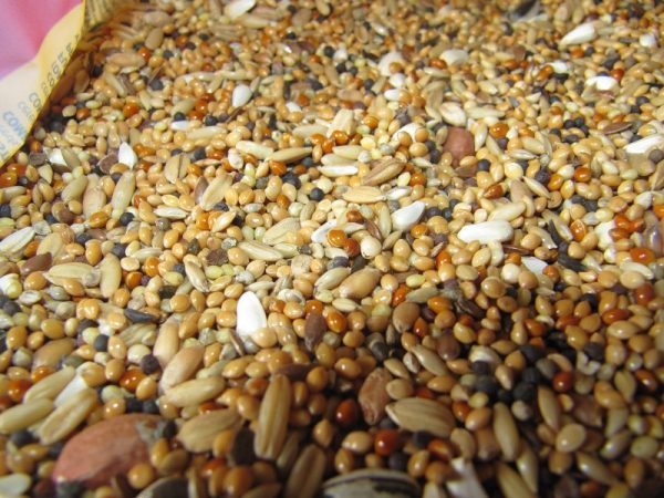 твърди храни за пилета