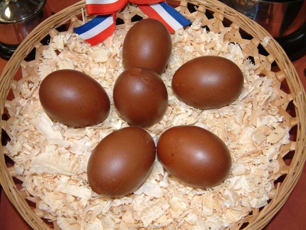 яйца кокошка маран